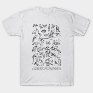 TYPES OF LAND AND WATER BIRDS VINTAGE ILUSTRATION T-Shirt